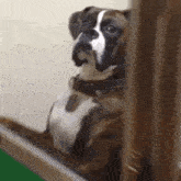 What You Looking At Goofy GIF