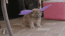 Hmph GIF - Fairy Fairies Dog GIFs
