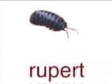 a picture of a bug with the word rupert written below it .