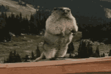 Ferris Marmot GIF - Ferris Marmot Gopher GIFs