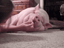 Pig Sleepy GIF