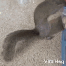 Thieving Squirrel Viralhog GIF - Thieving Squirrel Viralhog Im Taking Your Nuts GIFs