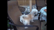 Dog Spins In Chair While Trying To Get To His Food GIF - Dog Funny Spinning GIFs