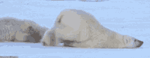 Tuesday Polar Bear GIF