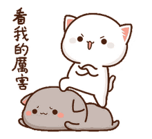 mochi cat im the boss look at my great one