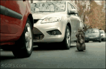 Drive Cat GIF - Drive Cat GIFs