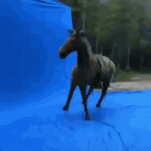 Horse Spin GIF - Horse Spin Horse Spin GIFs