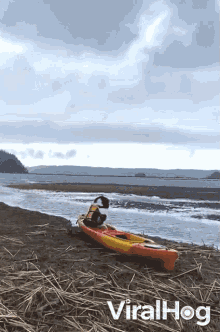 Kayaking With Dog Viralhog GIF - Kayaking With Dog Viralhog Kayak Time GIFs
