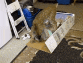 a dog is playing with a box that says vegetables on it