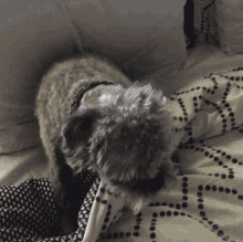 Pugapoo Chewie GIF - Pugapoo Chewie Puppy GIFs