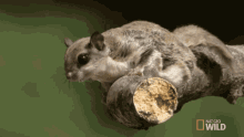 Jumping The Cutest Flying Rodent GIF - Jumping The Cutest Flying Rodent Super Squirrel GIFs