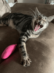 a cat is yawning while laying on a couch with a pink toy