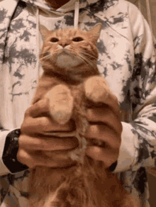Catdance Catdancing GIF