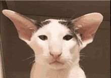 Grayson Cat GIF - Grayson Cat GIFs