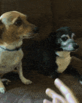 a brown and white dog sitting next to a black and white dog laying on a couch