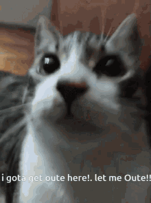 Let Me Out Fran Cally GIF - Let Me Out Fran Cally Cat GIFs