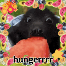 a picture of a bat eating a slice of watermelon with the words hungerrr written on the bottom