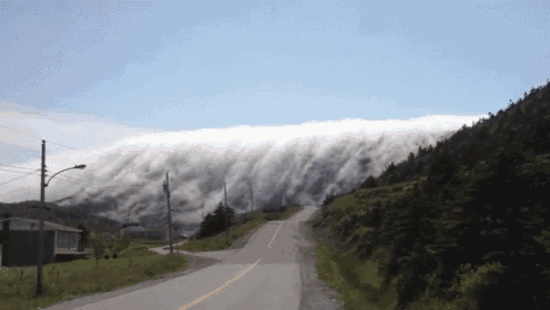 fog-nature.gif