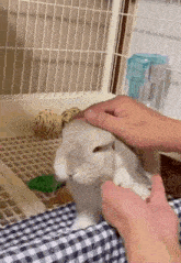 a person is petting a rabbit in a cage