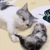 Cute Cat GIF - Cute Cat 猫 GIFs