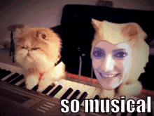 weird cats musical animals piano