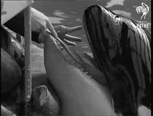a black and white photo of a dolphin being touched