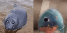 a seal is swimming in the water next to a blue fish