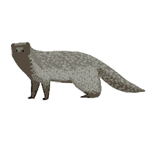 grey mongoose
