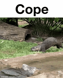 Cope Otter GIF - Cope Otter GIFs