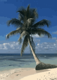 entspannung ocean palm