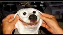 Smiling Dog Scary GIF