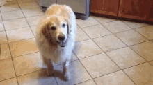 You Want Me To What? GIF - Dog Fetch Ball GIFs