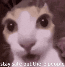 Stay Safe Out There People Cat Funny Scared Pooping Pants GIF - Stay Safe Out There People Cat Funny Scared Pooping Pants Cat Funny GIFs