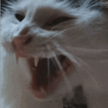 a close up of a cat yawning with its mouth wide open