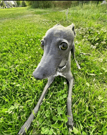 a dog laying in the grass looking at the camera with its eyes wide open