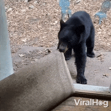 Bear Cub Snatches A Rug Bear Cub GIF - Bear Cub Snatches A Rug Bear Cub Viralhog GIFs