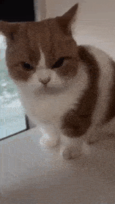 Angry Cat Stepping GIF - Angry Cat Stepping Cat Hug GIFs