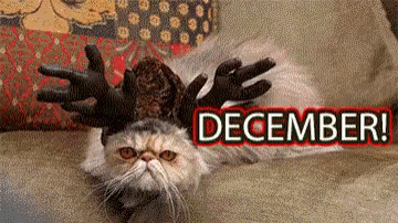 December Cats GIF - December Cats Funny - Discover & Share GIFs
