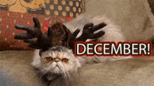 December Cats GIF - December Cats Funny GIFs
