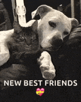 Cats Dogs GIF - Cats Dogs Sleeping GIFs