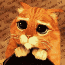 Cute Cat Bbmdp GIF - Cute Cat Googly Eyes GIFs