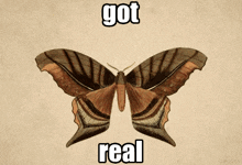 Moth Got Real GIF