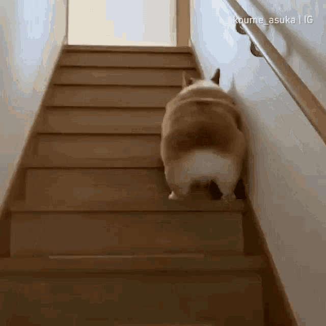 Dog bouncing shop up stairs