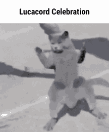 Lucacord GIF - Lucacord GIFs
