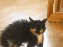 Cats Scared GIF - Cats Scared Scaredy Cat GIFs