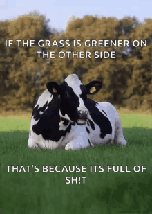 Cow Chew GIF - Cow Chew Grass GIFs