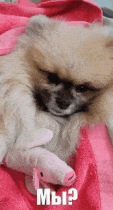 Bulka Bulka Dog GIF - Bulka Bulka Dog Cute GIFs