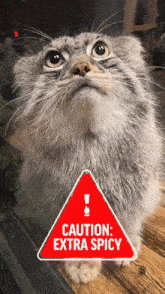 Manul Pallas Cat GIF - Manul Pallas Cat Angry GIFs