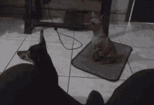 a small dog sitting on a mat next to another dog