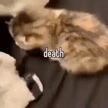 Death Cat GIF - Death Cat Kitty GIFs